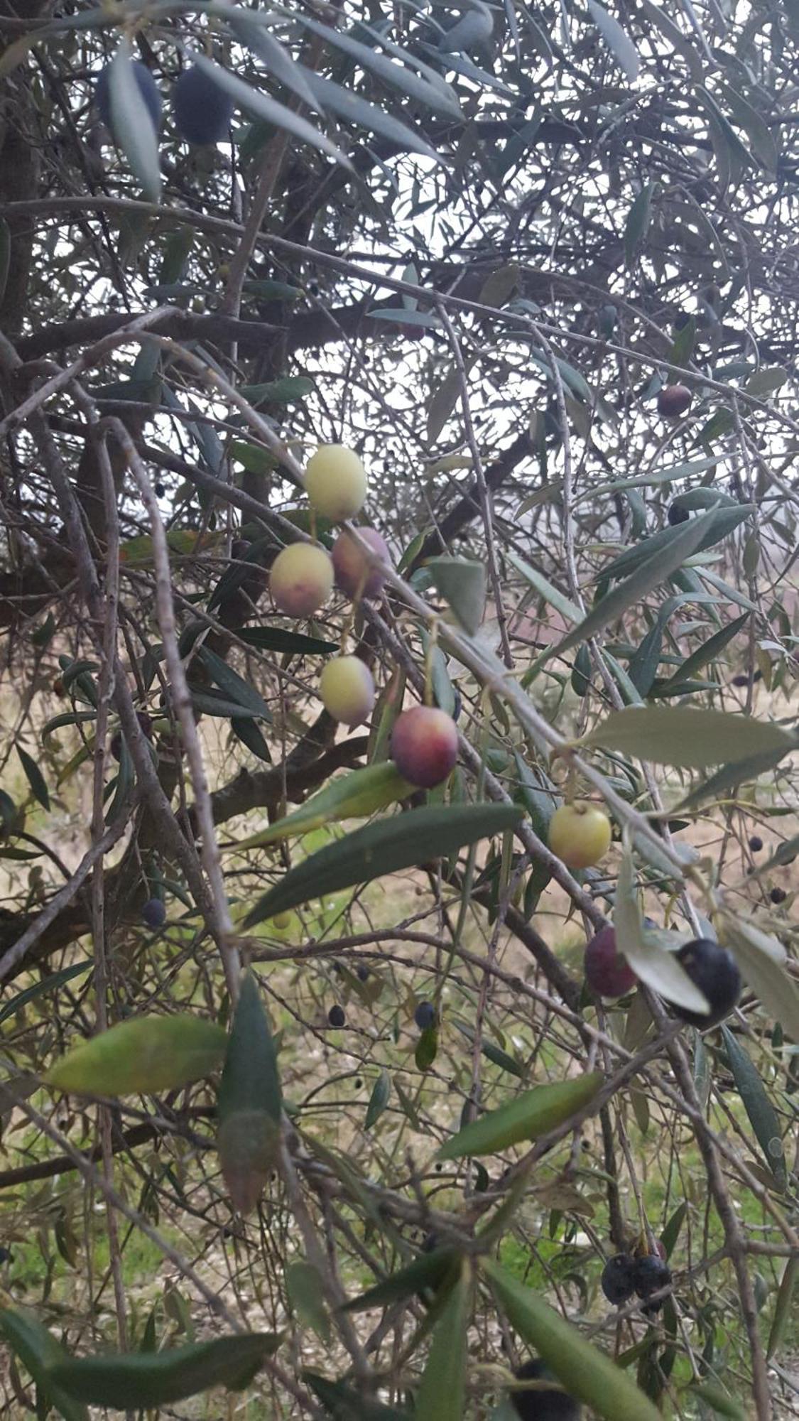 הוילה Villes-sur-Auzon La Pifote מראה חיצוני תמונה